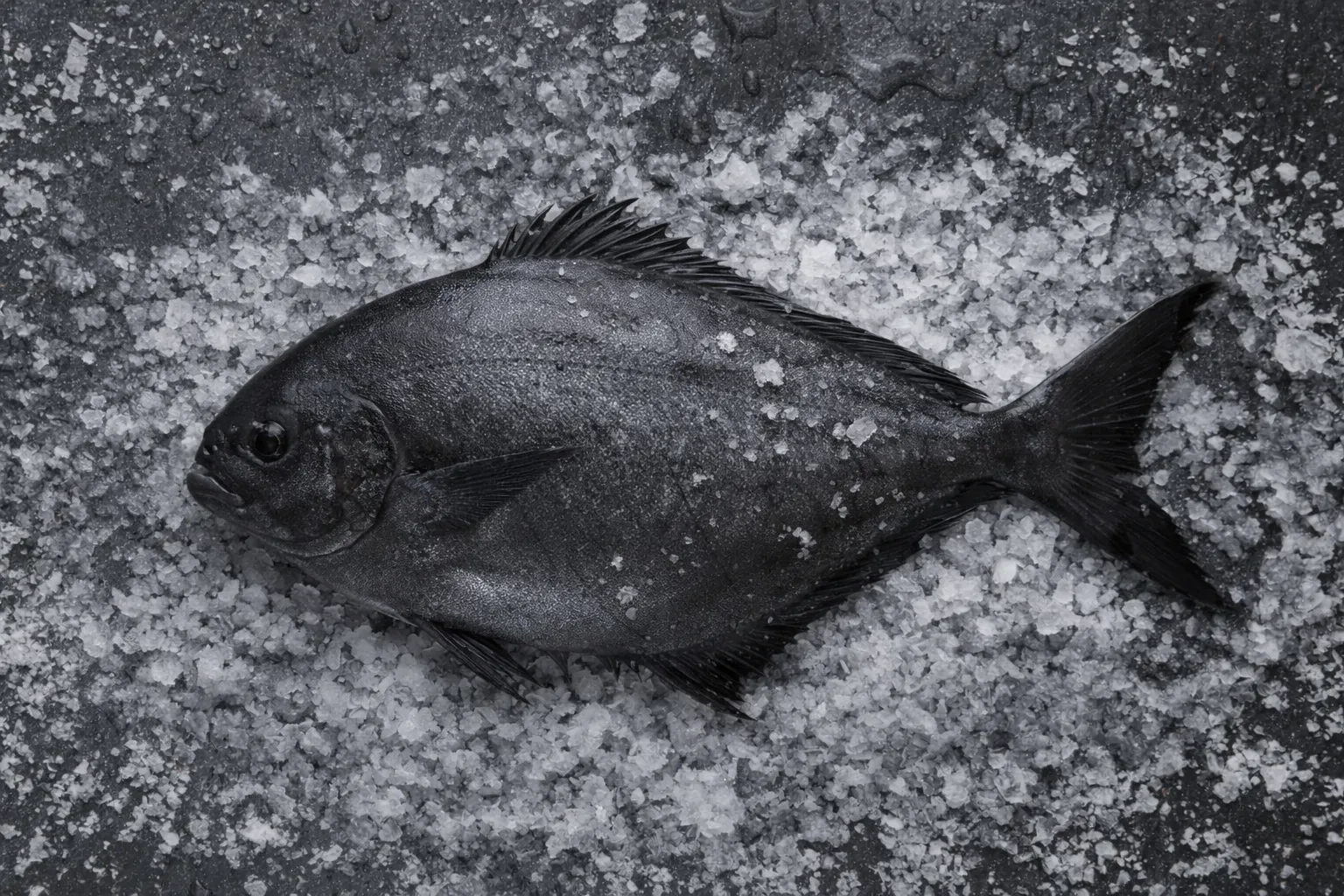 Fresh Black pomfret from FR Fisheries