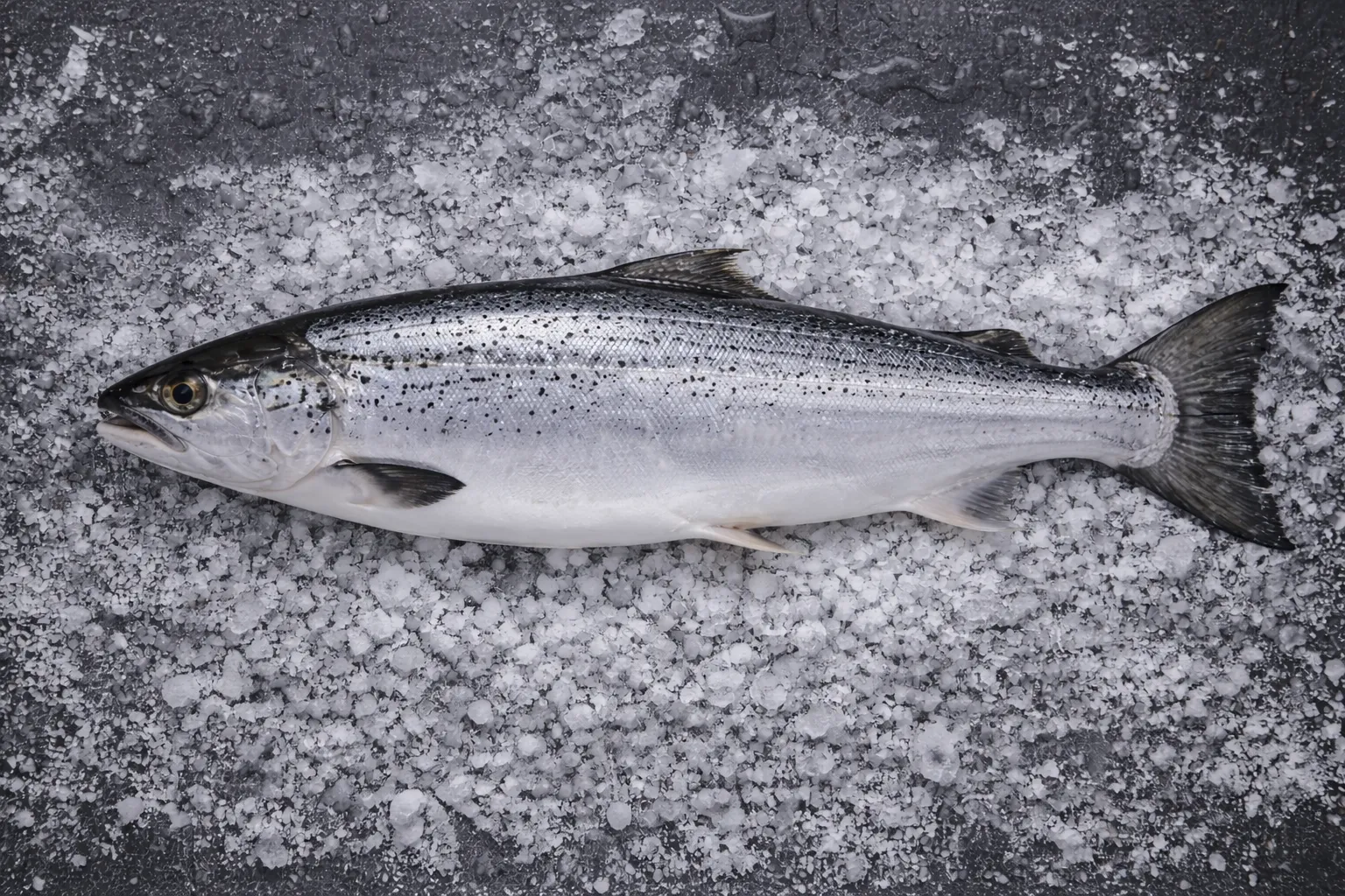 Fresh Salmon from FR Fisheries