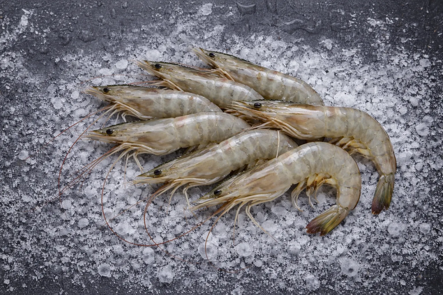 Fresh Sea white prawns from FR Fisheries