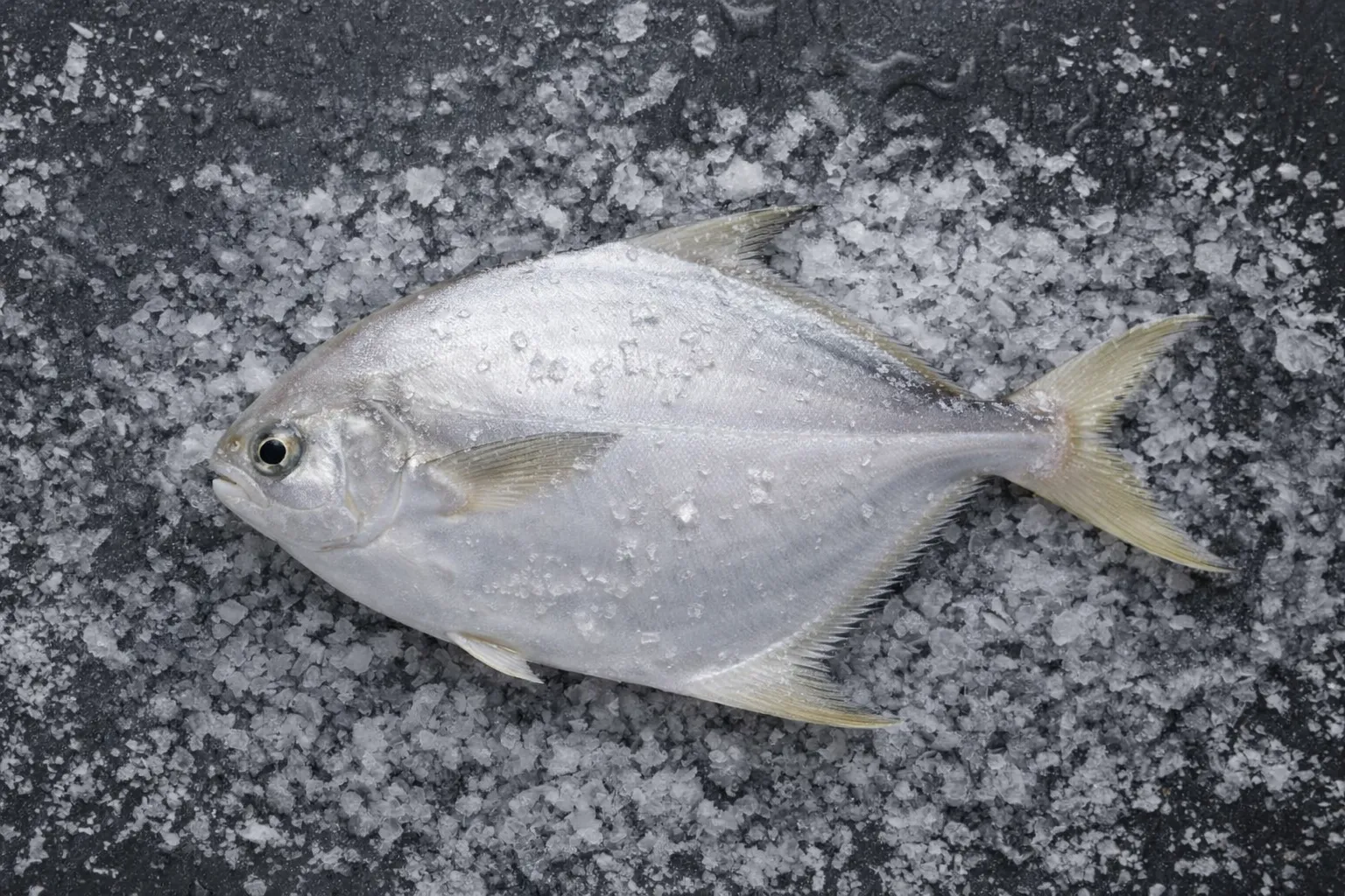 Fresh White pomfret from FR Fisheries
