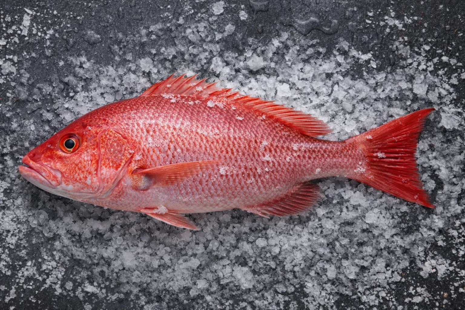 Fresh Red snapper from FR Fisheries
