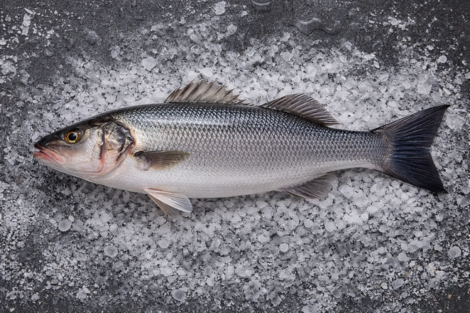 Fresh Seabass from FR Fisheries
