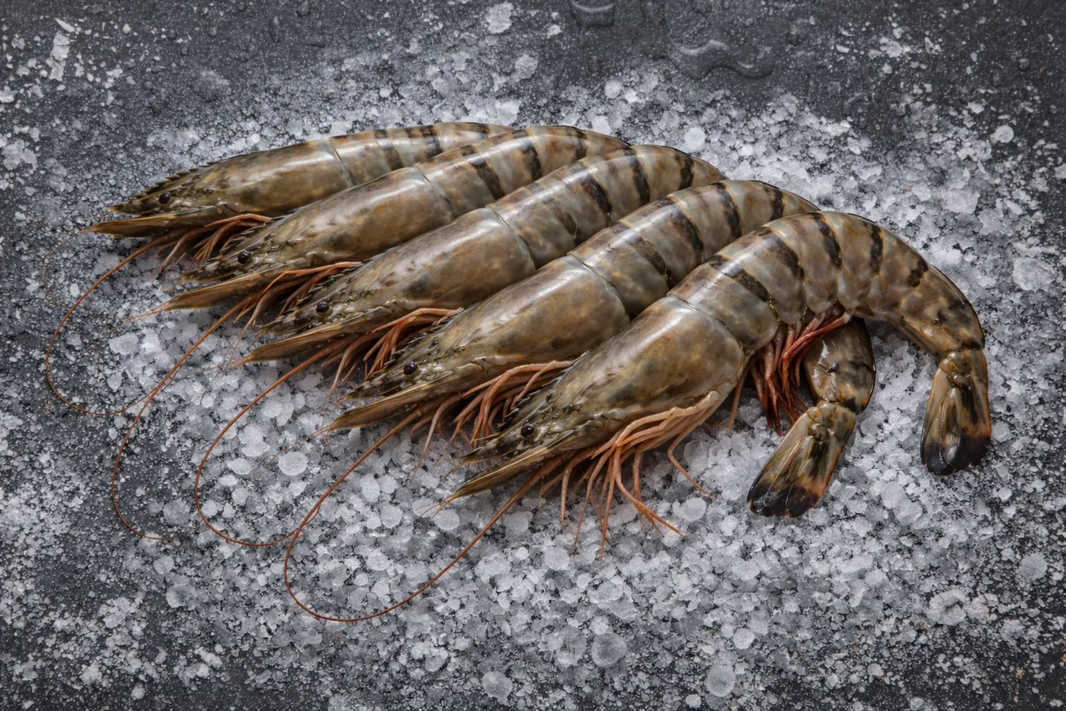 Fresh Tiger prawns from FR Fisheries